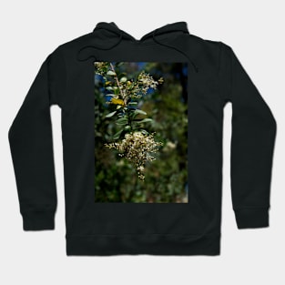 Sweet Bursaria Hoodie